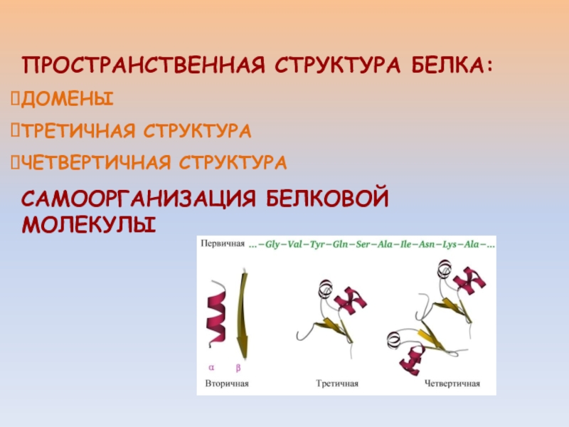 ДОМЕННАЯ СТРУКТУРА БЕЛКА