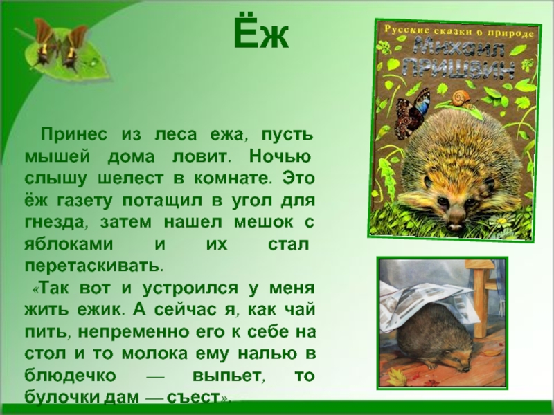 Еж принес на 3 гриба. Рассказ про ежика. Рассказ о еже. Сказка про ежика. Сочинение про ежика.