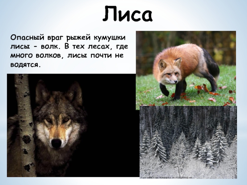 Враги лис. Враги лисы. Существует лисица волк. Много Волков и лиса. Ядовитая лиса.