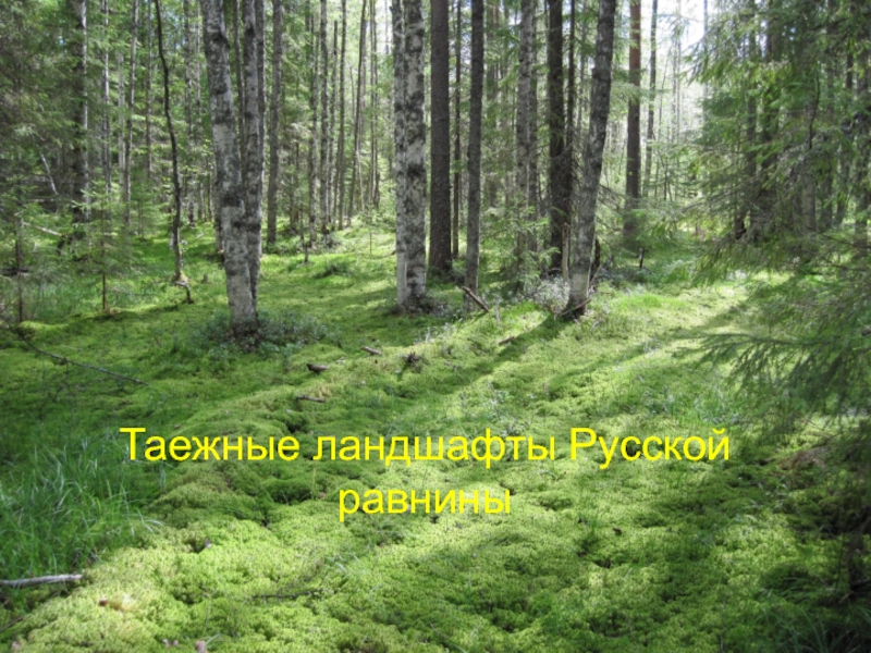 Таежные ландшафты Русской равнины