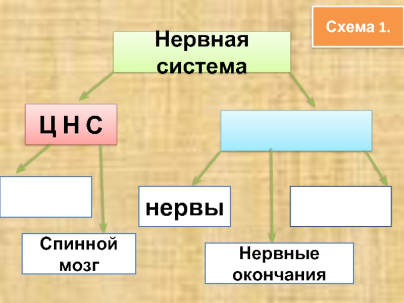 Схема конец. Виды нервов.