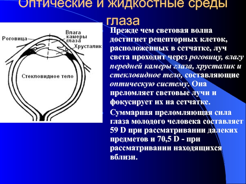 Среда глаза. Зрительный рецепторный аппарат глаза располагается в. Рецепторная система глаза. Строение рецепторного аппарата глаза. Строение глазаоптичекая и рецепторная.