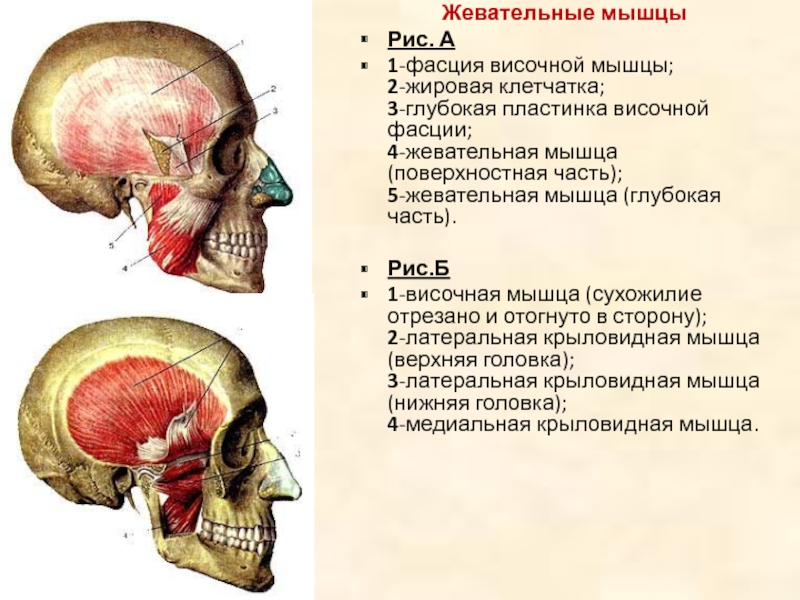 Жевательные мышцы. Жевательные и височные мышцы.