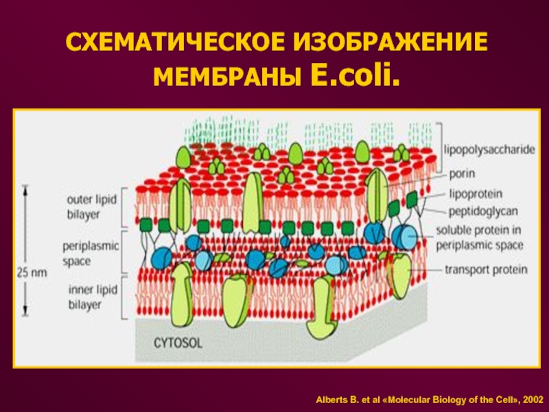 Прокариоты клеточной мембраны. Строение цитоплазматической мембраны бактерий. Строение цитоплазматической мембраны клетки. Плазматическая мембрана бактериальной клетки. Строение цитоплазматической мембраны бактериальной клетки.