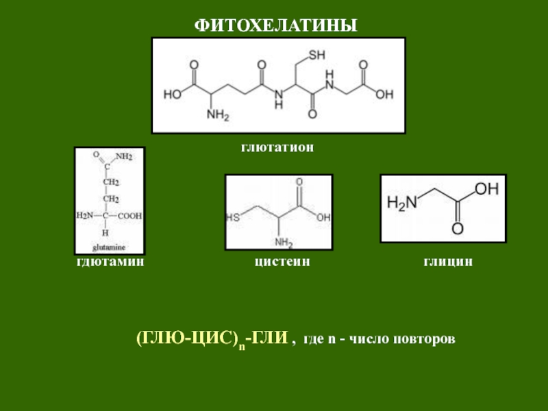Фитохелатины. Металлотионеин формула. Цис коричная КТА. Цис сторона функция.
