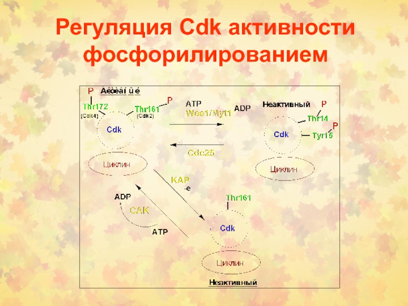 Регуляция клетки. Регуляция клеточного деления. Регуляция клеточной активности. Регуляция активности cdk1 при фосфолирировании. Фосфорилирование cdk4.