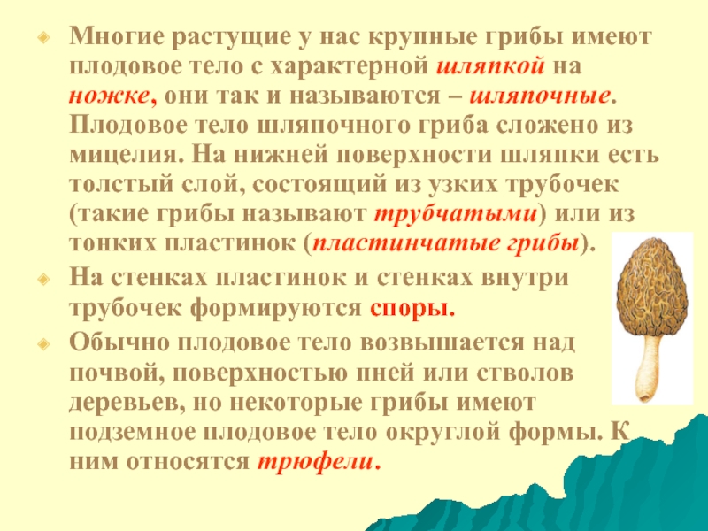 Грибы не имеют. Функции плодового тела гриба. Роль шляпки гриба. Плодовое тепло функции. Функция шляпки плодового тела.