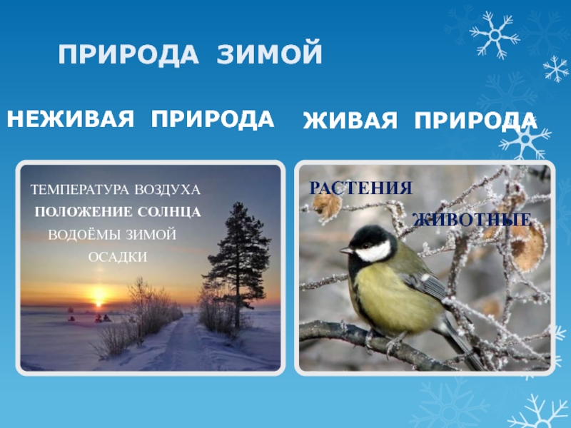 Изменения природы в декабре. Зимние явления в живой природе. Явления живо природы зимой. Живая природа зимой 2 класс. Зимние явления в живой природе зимой.