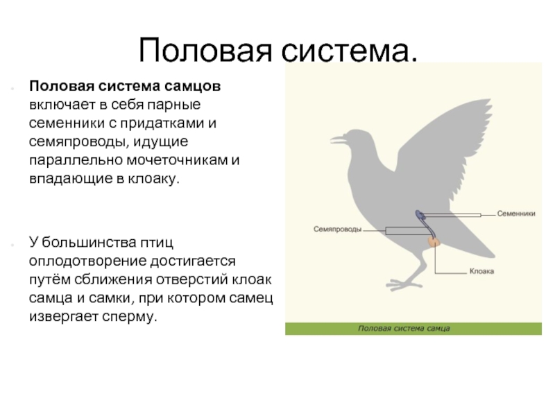 Тест размножение птиц. Система размножения птиц. Половая система птиц схема. Половая система птиц 7 класс. Система органов размножения птиц.