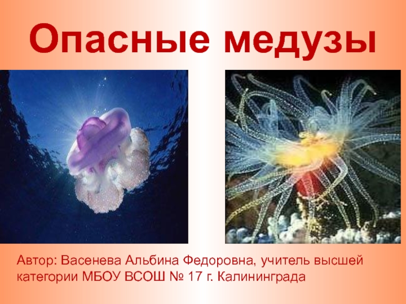 Презентация Опасные медузы