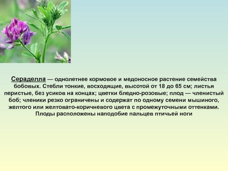 Однолетние травы. Многолетние и однолетние кормовые травы. Кормовые бобовые растения. Однолетние бобовые травы.