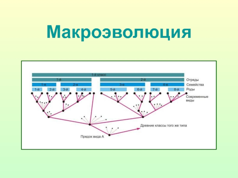 Макроэволюция кратко