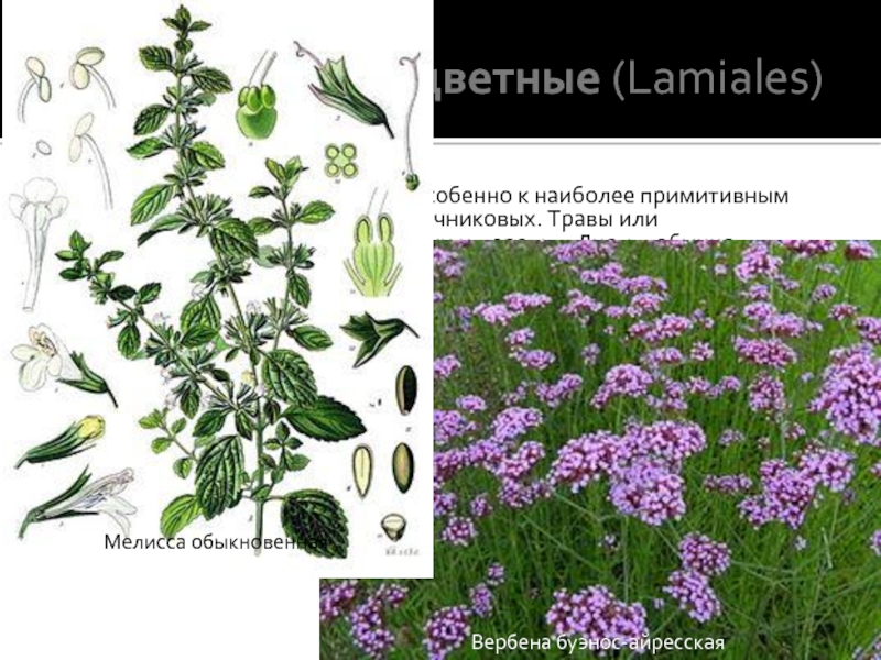 Порядок 6. Губоцветные (Lamiales)Близок к порядку синюховых, особенно к наиболее примитивным представителям семейства бурачниковых. Травы или полукустарники, реже