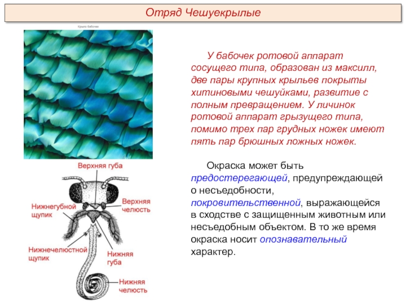 У бабочек ротовой аппарат сосущего типа, образован из максилл, две пары крупных крыльев покрыты хитиновыми чешуйками, развитие