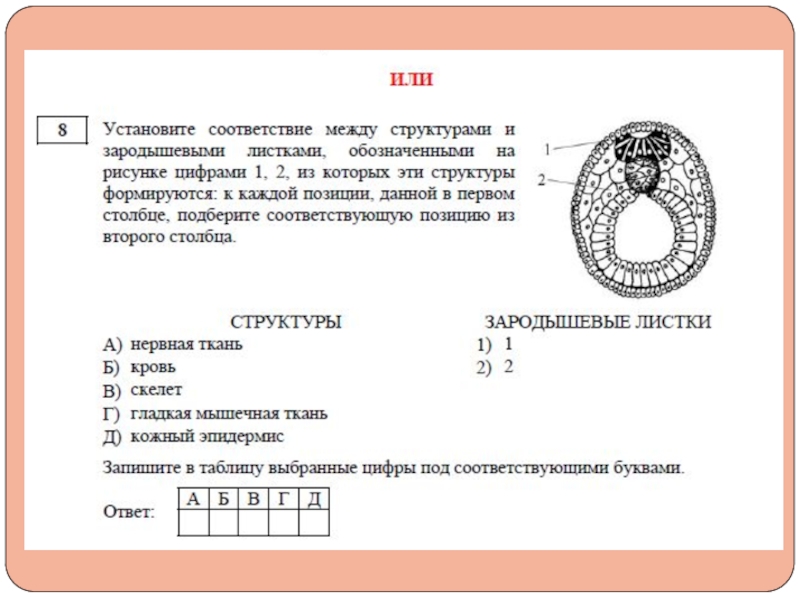 Нейрула рисунок с подписями егэ биология