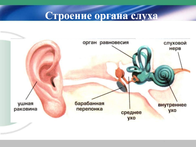 Орган слуха презентация