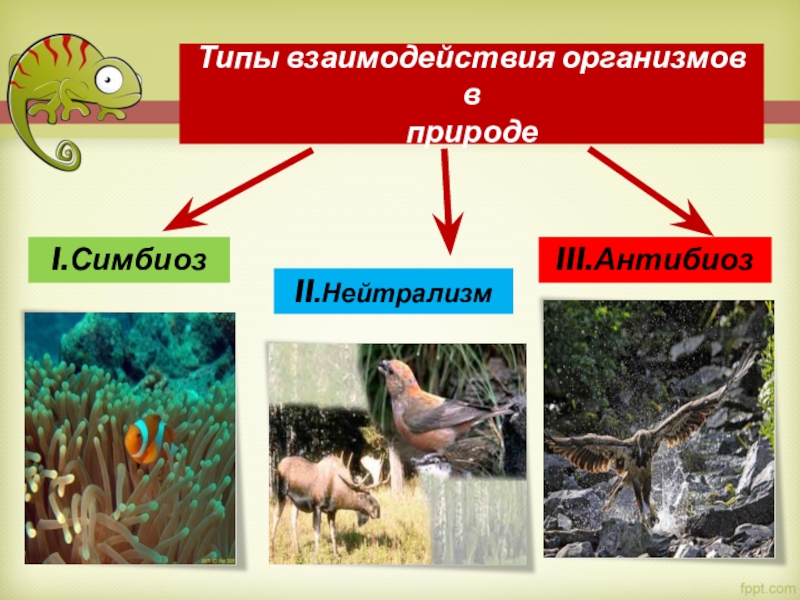 Типы взаимосвязи организмов. Виды взаимоотношений организмов. Типы взаимодействия организмов. Взаимосвязи животных в природе. Взаимодействие организмов в природе.