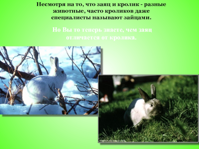 Что человек получает от кролика. Заяц и кролик отличия. Отличие зайца от кролика. Окружающий мир кролик средняя группа. Как отличить зайца от кролика.