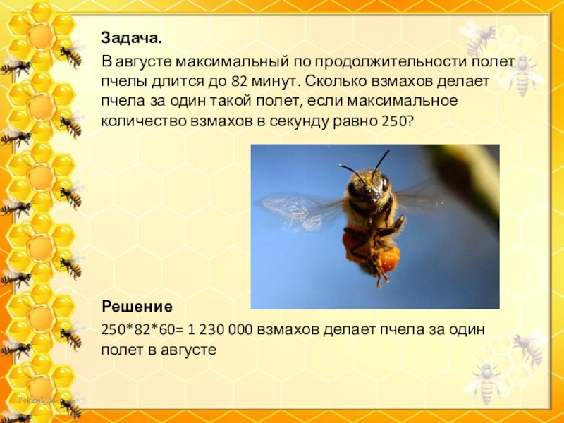 Сколько взмахов в секунду. Задача про пчел. Жизнь пчел. Численность пчел. Продолжителлность жизни пчёл.