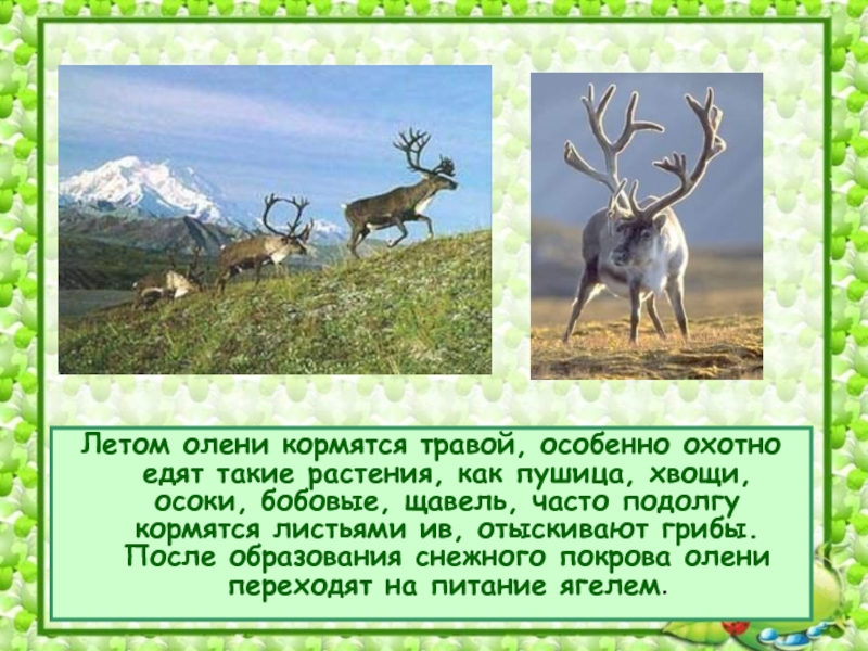 Сколько лет оленю. Растительный и животный мир тундры. Олени летом в тундре. Тундровый олень презентация. Животный и растительный мир тундры 4 класс.