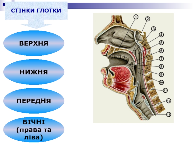 Где находятся гланды у человека на шее показать на рисунке