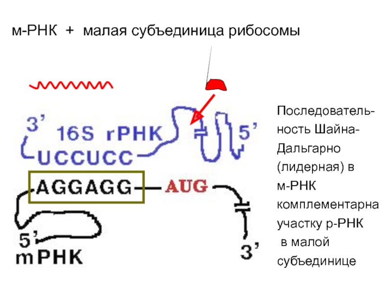Малые рнк. Малая субъединица РНК. РНК В малой субъединице рибосом. Механизм «узнавания» матричной РНК малой субчастицы рибосомы. РНК В большой субъединице рибосом.
