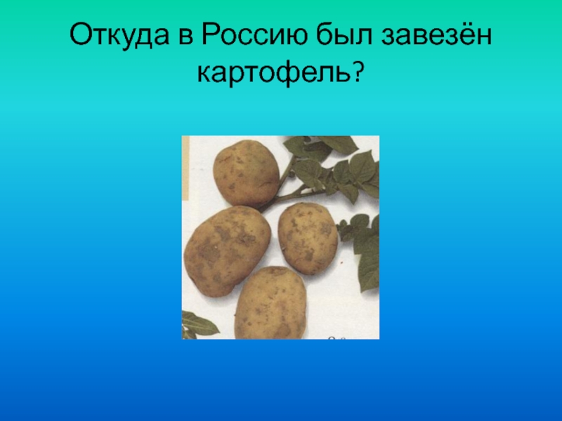 Когда завезли картофель в россию. Завоз картофеля в Россию. Откуда была завезена картошка в Россию. Картофель завоз.