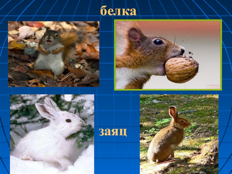 Различие зайца и белки. Белка и заяц. Зайцы и белки. Кто быстрее белка или заяц. Белка и заяц различия.