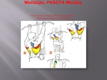 Мышцы, работа мышц