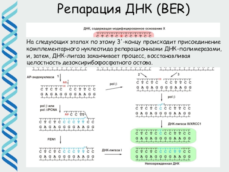 Репарация днк презентация