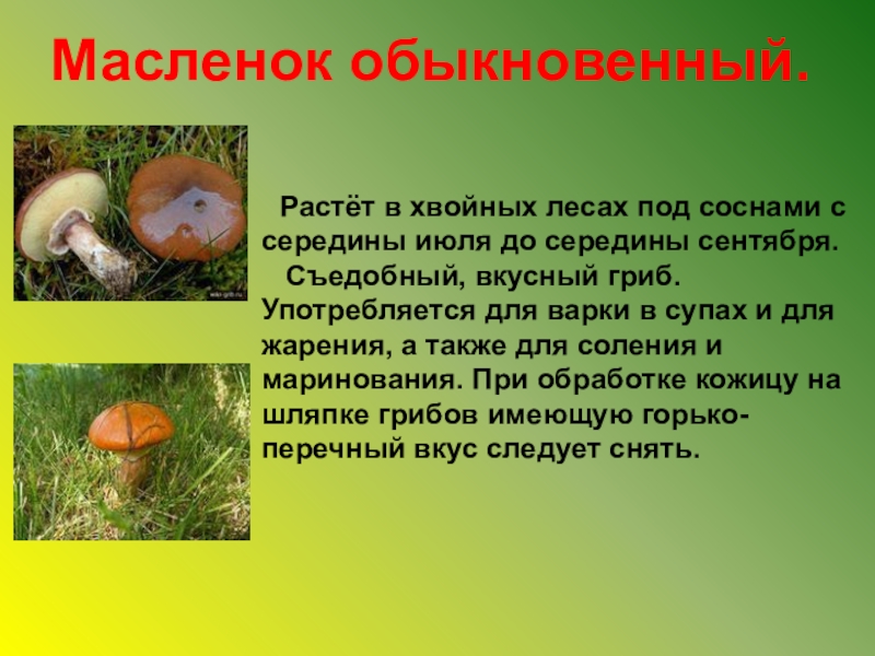 Информация про грибы. Маслёнок обыкновенный грибы. Масленок гриб доклад. Сообщение о грибах. Грибы которые растут в хвойных лесах.