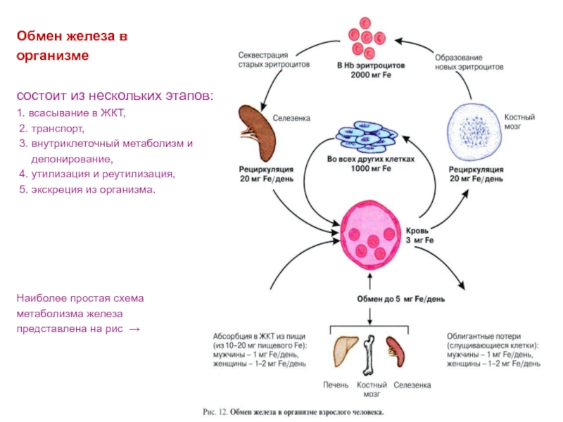 Схема усвоения и транспорта железа в организме биохимия