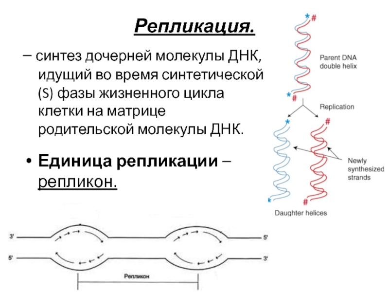 Синтез молекул днк