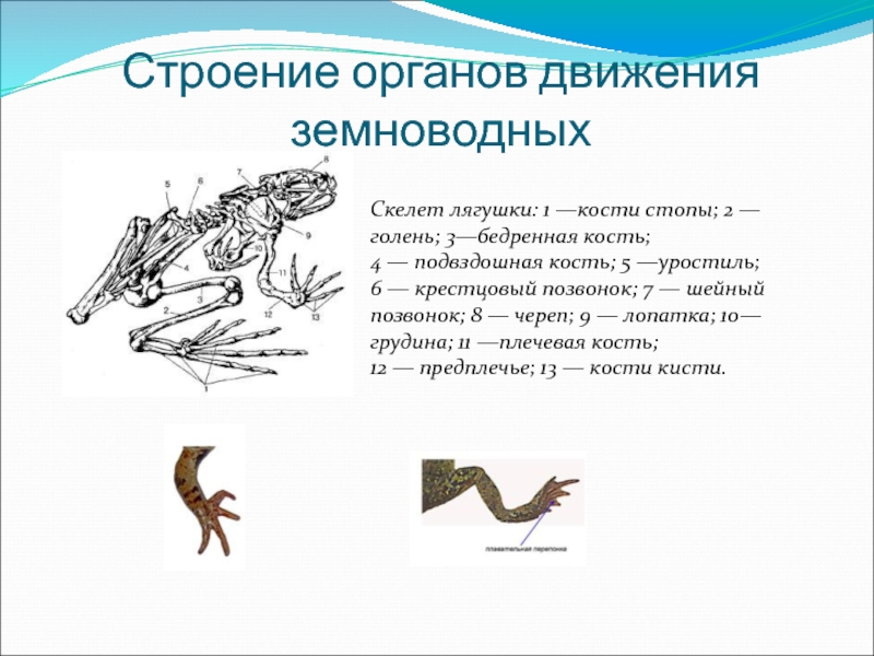 По схеме объясните медленное движение лягушки вперед по твердой поверхности