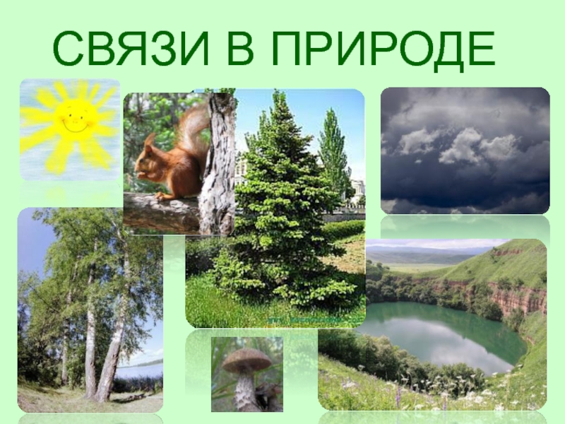 Какие связи существуют между живой неживой природы. Взаимосвязи в природе. ВЗАИМОСВЯЗКА живой природы. Взаимосвязь объектов природы. Взаимосвязи в живой природе.