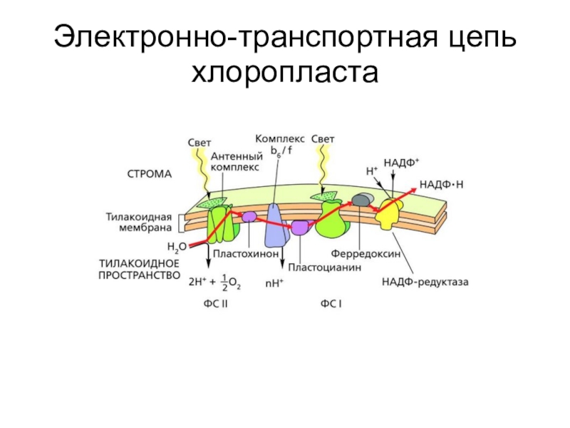 Транспортная цепь. Электронно транспортная цепь хлоропластов. Электронная транспортная цепь. Электронно транспортная цепь это в биологии. Электронтранспортная цепь хлоропласт.