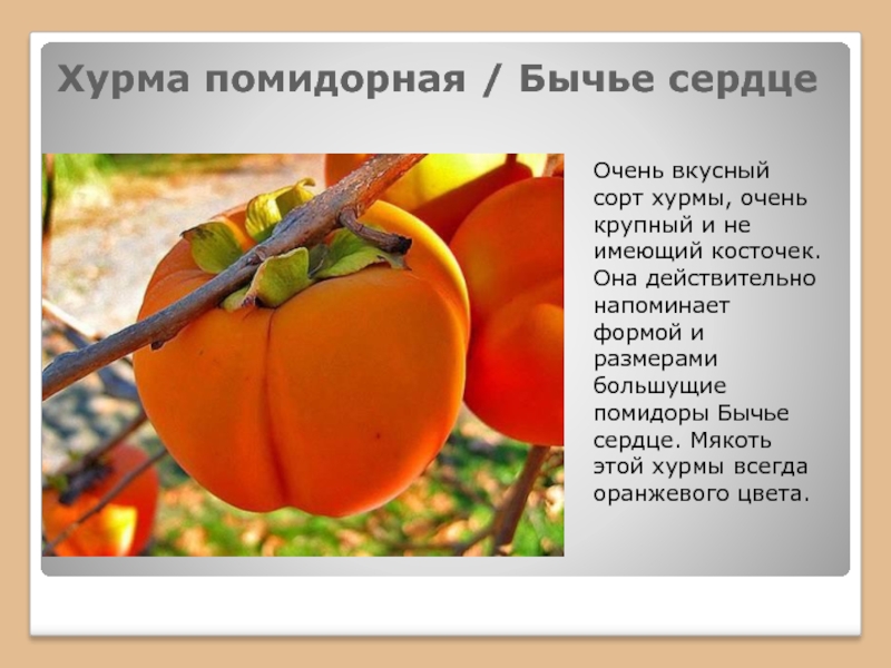 Хурма помидорная описание сорта фото