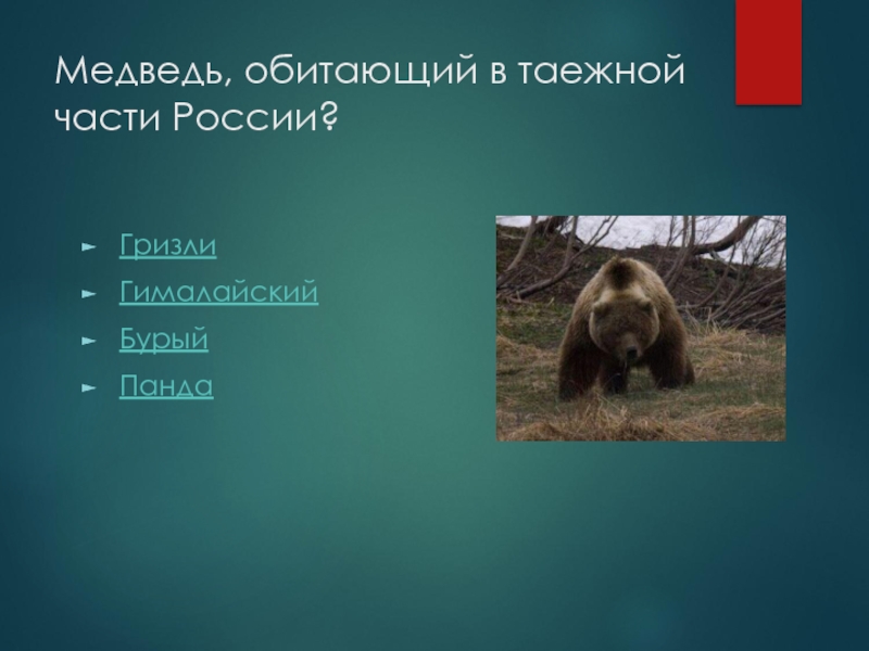 Где водятся медведи. Медведь Гризли где обитает. Где живет медведь. Где живут медведи в России. Медведь Гризли где обитает в России.