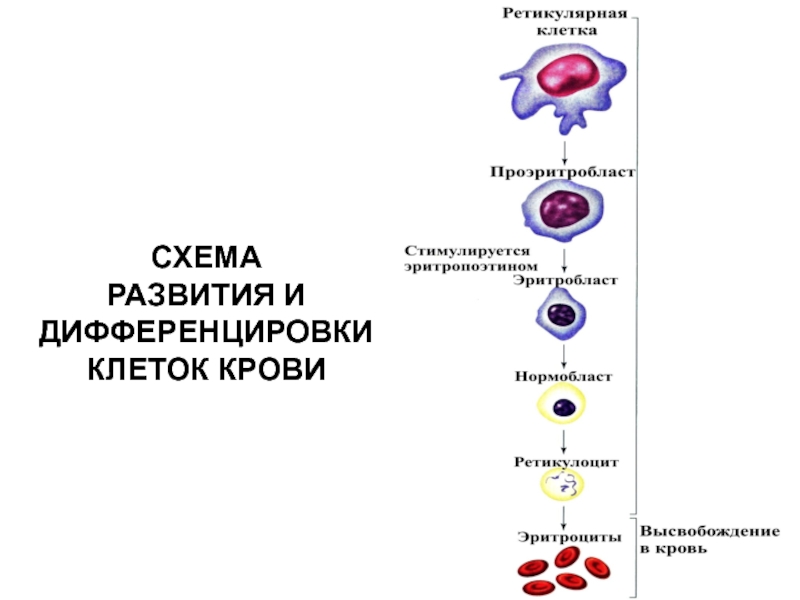 Дифференцировка клеток животных. Схема дифференцировки клеток крови. Схема развития и дифференцировка клеток крови. Стадии дифференцировки эритроцитов. Дифференцировка клеток схема.