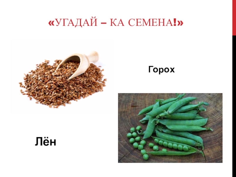 Горох лена