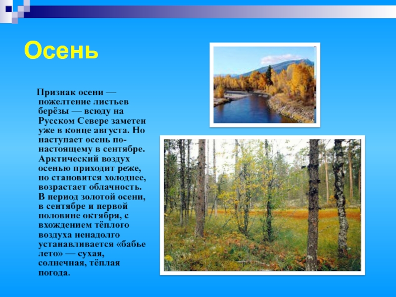 Осень   Признак осени — пожелтение листьев берёзы — всюду на Русском Севере заметен уже в