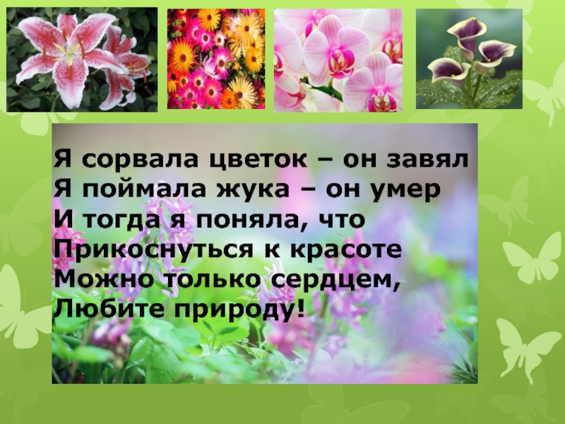 Я сорвал цветок и он завял. Прикоснуться к красоте можно только сердцем. Сорванный цветок. Сорвал цветок и он завял.