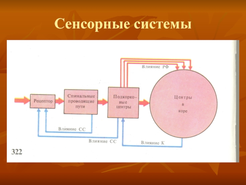 Схема сенсорной системы