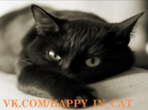 Vk.com/ happy_in_cat