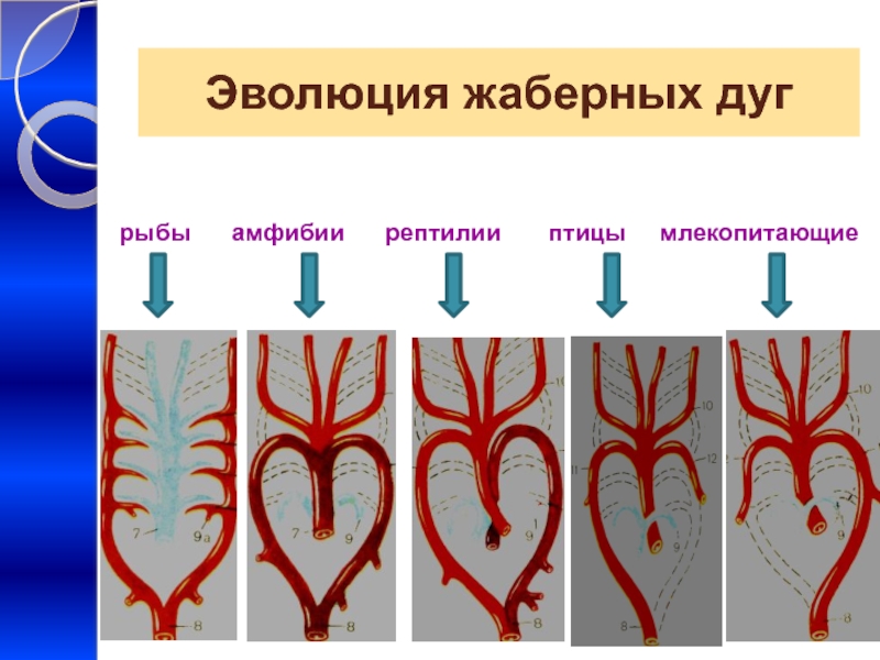 Филогенез кровеносной. Жаберные артерии Эволюция. Эволюция артериальных жаберных дуг. Эволюция артериальных дуг позвоночных. Артериальные жаберные дуги позвоночных.