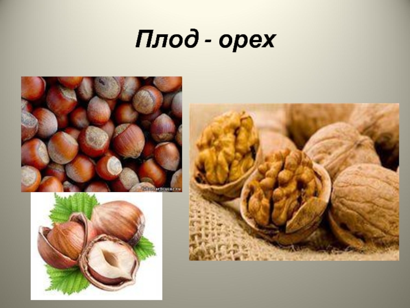 Ядра чистый. Орех (плод). Плод орех характерен для. Сухой плод орех. Строение плода орех.