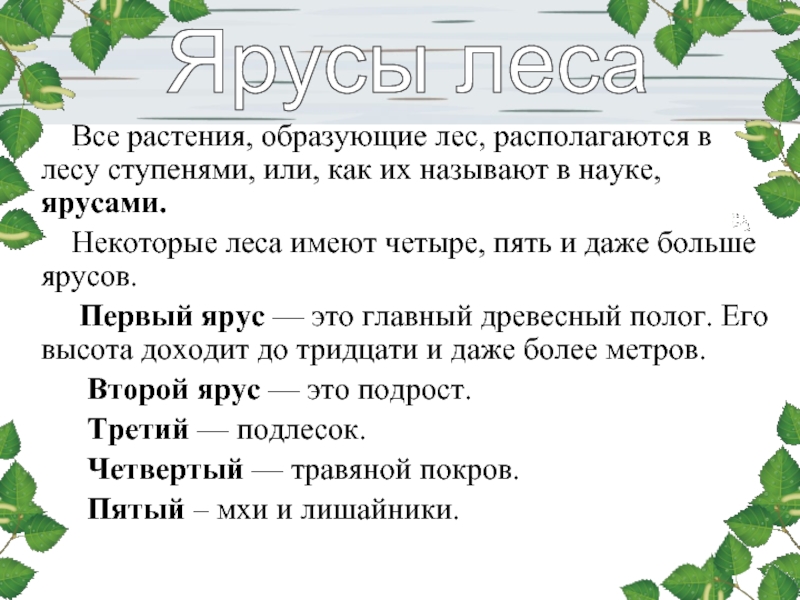 Какие растения образуют верхний ярус в лесу. Первый ярус леса. Растения первого яруса леса. Ярусы леса 3 класс окружающий мир. Растения образующие первый ярус.