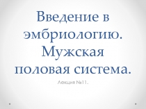 Введение в эмбриологию. Мужская половая система.