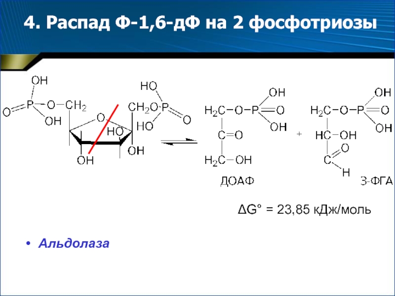 4 распада. Реакция образования фосфотриоз. Альдолаза. Альдолаза реакция. Фосфотриозы формула.