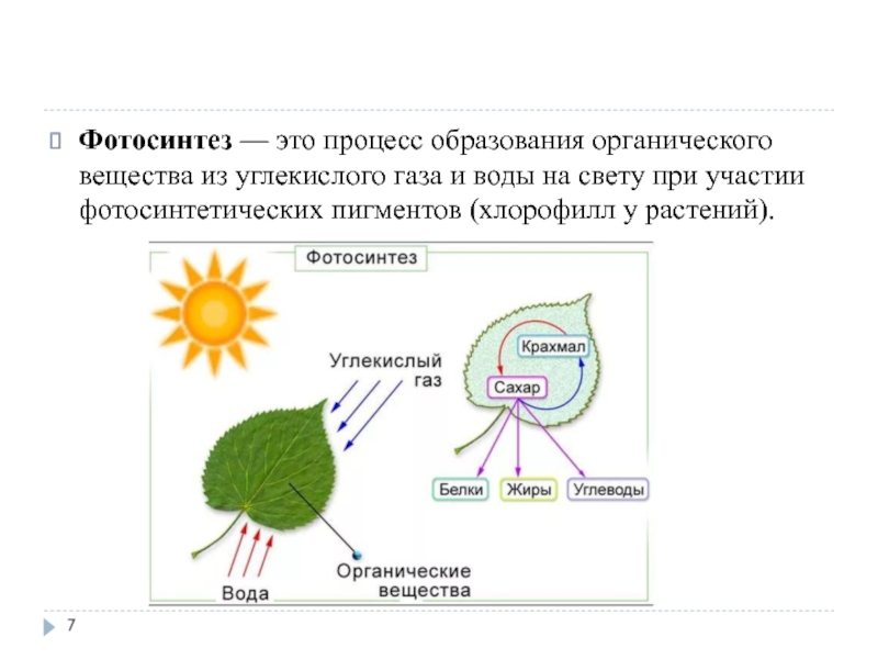 Необходимость растений для поддержания жизни на земле схема